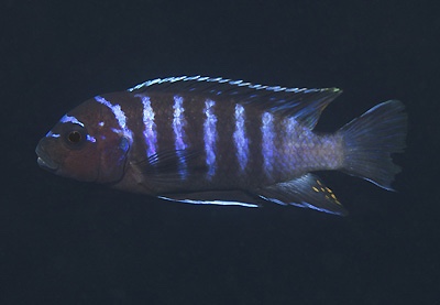 Maylandia sp. 'cave manda' Pombo Rocks